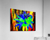 Abstract  Bright Colourful Trio of Lilies Acrylic Print