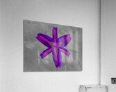   Abstract  Stunning Purple Lily Acrylic Print