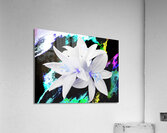  Abstract Trio of Lilies on a Distressed Coloured Abstract Background Acrylic Print