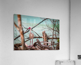 Ibis- oil painting  Acrylic Print