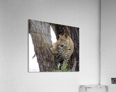 Leopard in Tree Fork Acrylic Print