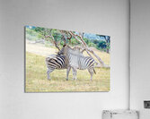 Zebras Acrylic Print