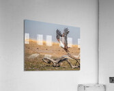 African Fish Eagle Acrylic Print