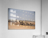 Wildebeest Acrylic Print