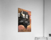 Yellowstone Bison Portrait Acrylic Print