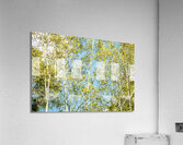 Aspen and Blue Skies  Acrylic Print