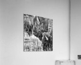 Yellowstone Buffalo in Black and White Acrylic Print