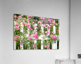 Fancy Fence Acrylic Print