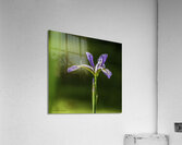10076 Blue Iris  Acrylic Print