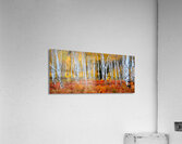 Colorado Autumn Aspens Acrylic Print