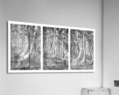 Curved Aspens near Telluride Colorado Acrylic Print