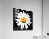 Lone Daisy in the Dark Acrylic Print