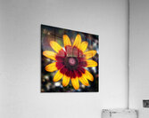 Symphony of Petals - Maine Botanical Wall Art Acrylic Print