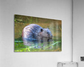 Hungry Beaver  Acrylic Print