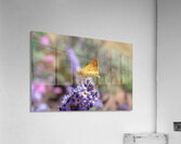 Fiery Skipper - Soft Glow on Lavender Acrylic Print