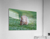 Backyard Bunny - Eye On Me  Acrylic Print