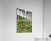 On the Nature Trail in the Scottish Highlands Acrylic Print
