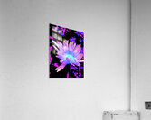 Abstract Summer Daisy Flower in Pinks and Purples  Acrylic Print