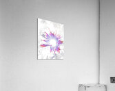 Abstract Purple and Pink Daisy Flowers Light  Acrylic Print