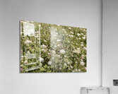 They Play So Well Together Acrylic Print