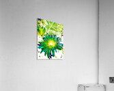 Abstract Glowing Summer Daisy Light Acrylic Print