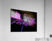 Abstract Cool Dark Daisy Acrylic Print