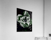 Abstract Dark Poppy Flower Acrylic Print
