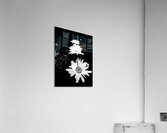 Daisy Flowers in High Contrast Black and White Acrylic Print