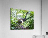 Tri-colored Heron Nesting Acrylic Print