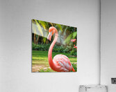 Grace in Pink Flamingo Acrylic Print