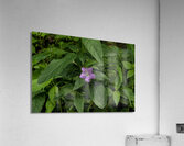 2024 Portfolio 38 Acrylic Print