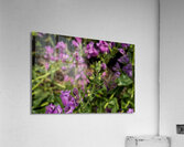 2024 Portfolio 4 Acrylic Print