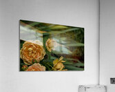 2024 Portfolio 20 Acrylic Print