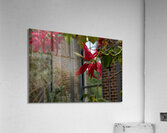 2024 Portfolio 1 Acrylic Print