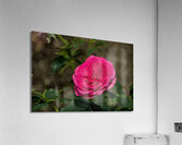 2024 Portfolio 38 Acrylic Print