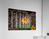 2024 Portfolio 45 Acrylic Print