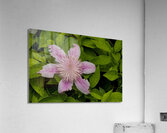 2024 Portfolio 49 Acrylic Print