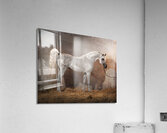 Old World Grace Acrylic Print