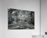 Botany Bay Tree Canopy in Black and White Acrylic Print