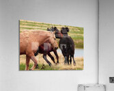 The Chase Acrylic Print