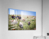 Till The Cows Come Home Acrylic Print