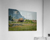 Bison And Wildflowers Acrylic Print