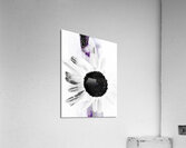 Abstract High Contrast Daisy Flower Acrylic Print