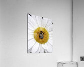Bumble in the Middle - Maine Botanical Wall Art Acrylic Print