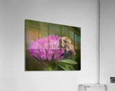 Bumbles Ballet - Maine Botanical Wall Art Acrylic Print