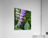 Nectar Dance - Maine Botanical Wall Art Acrylic Print