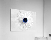 Abstract Minimalist Daisy Flower Too Acrylic Print
