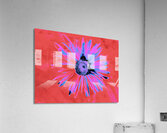 Abstract Vibrant Solitary Daisy Flower Acrylic Print