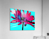 Abstract Pink Daisy on a Light Blue Background Acrylic Print