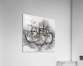 apples pencil sketch 240801 Acrylic Print